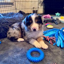 Patch - Blue merle male Miniature American Shepherd puppy in Weatherford, Texas from Paris Miniature Americans
