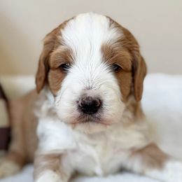 Jesse - Red male Australian Labradoodle puppy in Harrisonville, Missouri from Blessed Day Doodles