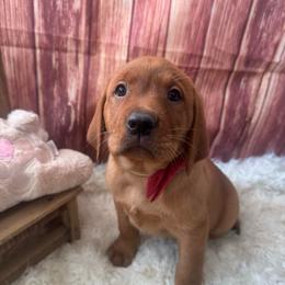 Red Ribbon Girl - Yellow female Labrador Retriever puppy in Newmanstown, Pennsylvania from Retrievers of Millbach