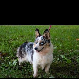 Pebbles - American Corgi