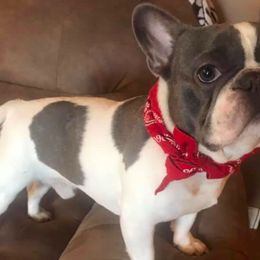 French Bulldog All Grown Up from Bourbon Trail Frenchies