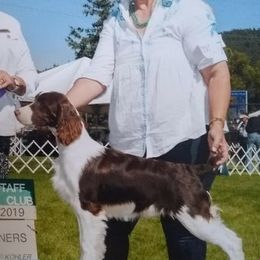 English Springer Spaniels from Chic English Springer Spaniels
