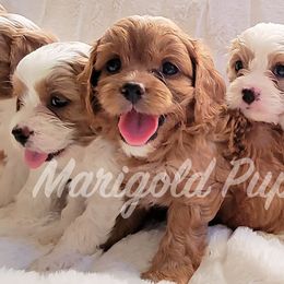 Cavapoos from Marigold Pups