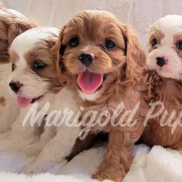 Cavapoos from Marigold Pups