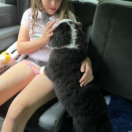 Airedale Terrier, Bernedoodle, and Bernese Mountain Dog Puppies from Beitzel Babies