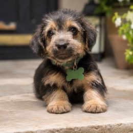 Boy 1 - Brown and white male Aussiedoodle puppy in Albertville, Alabama from Home Sweet Home Doodles LLC