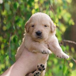 Max Tiago ( Blue Collar) - Golden male Golden Retriever puppy in Oregon from A Goldens First Love