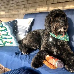 Goldendoodle Puppies from Lake Road Doodles