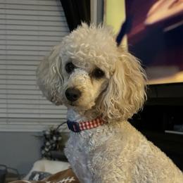 Penny - Poodle