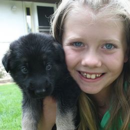 German Shepherd Puppies from Bmeerhuis German Shepherds