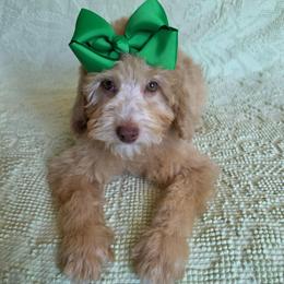 Juliet - Cream female Poodle puppy in Buffalo, Illinois from Pear Tree Pups