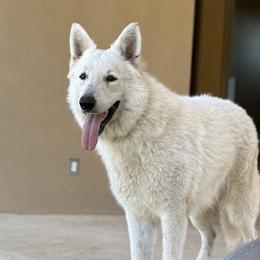 Luken - Berger Blanc Suisse