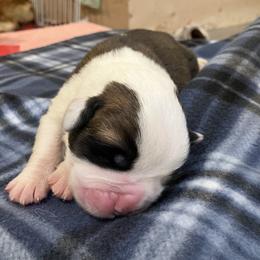 Boy 1 - Red and white male Saint Bernard puppy in New Sharon, Maine from KP Saint Bernards