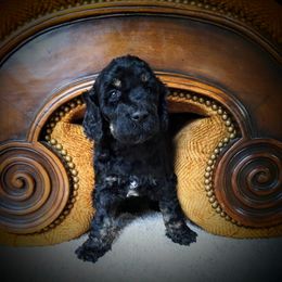 Poodle and Saint Berdoodle Puppies from UBER Poodles & Doodles