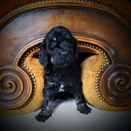 Poodle and Saint Berdoodle Puppies from UBER Poodles & Doodles