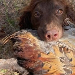 English Cocker Spaniels and Labrador Retrievers from Belews Creek Gundogs