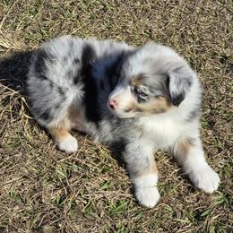 Girl1 - Blue merle female Australian Shepherd puppy in Lakeland, Florida from Diamond P Australian Shepherds