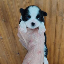 Justice - Justi - Black and white female Shih Tzu puppy in Palmyra, New York from Karen's Tzus of Palmyra-Macedon