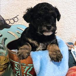 Licorice - Phantom male Goldendoodle puppy in Gunnison, Utah from Curls and Camo Pups