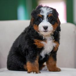 Honey - Tri-color female Bernedoodle puppy in Dundee, Ohio from Down Home Doodle