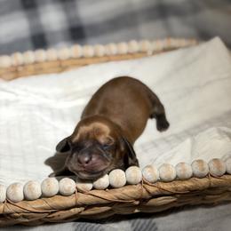 Boy 1. Shaded red - Red male Dachshund puppy in Bald Knob, Arkansas from Victoria’s Dachshunds