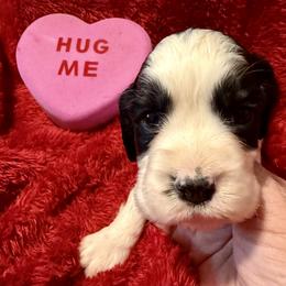 Boy 3 - male English Springer Spaniel puppy in Madison, Indiana from McCollough's Pawsome Spaniels and Danny's Delightful Dachshunds