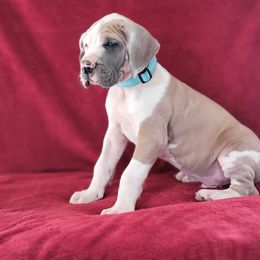 Great Dane Puppies from Bellaire Great Danes
