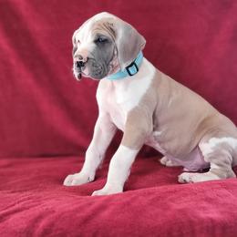 Great Dane Puppies from Bellaire Great Danes