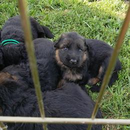 German Shepherd Puppies from Von Holtzapple German shepherds