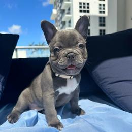 Big Mac - Blue male French Bulldog puppy in Miami, Florida from Kehaulani's French Bulldogs