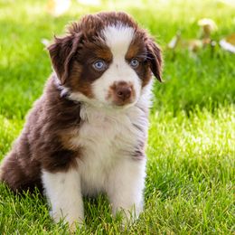 Miniature American Shepherd and Miniature Australian Shepherd Puppies from Bellewynd Acres