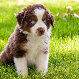 Miniature American Shepherd and Miniature Australian Shepherd Puppies from Bellewynd Acres