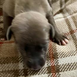Mary Magdalene - Blue fawn female Whippet puppy in Harlingen, Texas from Sincity Dogs Hobby Kennel
