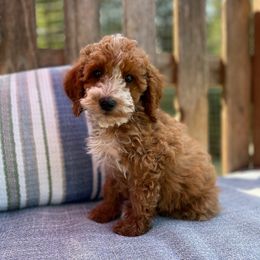 Lauretta - Red  female Goldendoodle puppy in Eugene, Oregon from Dbos Furry Friends