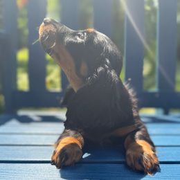 Chunk - Black and tan male Dachshund puppy in Coopersburg, Pennsylvania from Barks and Burrows