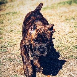 Beaucerons and Cane Corso from Svajonė Kennels