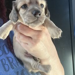 Megalosaurus Boy 4 - Cream male Dachshund puppy in Bigfork, Minnesota from Dachshunds Up North