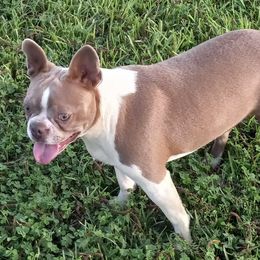 Boston Terriers, Cockapoos, and Yorkipoos from Little Paws
