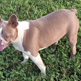Boston Terriers, Cockapoos, and Yorkipoos from Little Paws