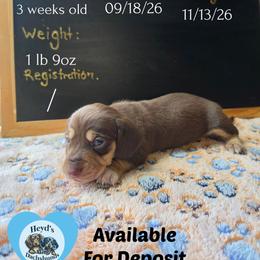 Roam - Chocolate and cream male Dachshund puppy in Hoquiam, Washington from Heyd's Mini Dachshunds