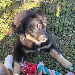 Rey - Black tri-color female Australian Shepherd puppy in Smithfield, Utah from Invictus Farms