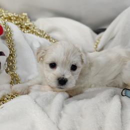 Paddington (blue collar)-OFA and CHIC parents - White male Coton de Tulear puppy in Westfield, North Carolina from Legacy Pets