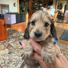 Male-Light Blue - Cream male Dachshund puppy in Greenfield, Indiana from Thompson's Prairie Pride