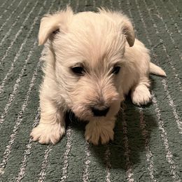 Male wheaten yellow collar - Wheaten Scottish Terrier puppy in Auberry, California from Judyz Scotties
