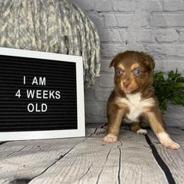 Princess Ariel - Red tri female Miniature Australian Shepherd puppy in Peoria, Arizona from B My Sunshines Mini Aussies