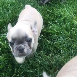 French Bulldogs from Davis Family Frenchies