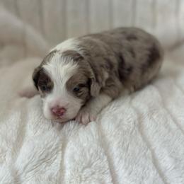 Copper - Red merle male Assorted Doodle Crosses puppy in Stuart, Virginia from Lil Aussie Posse