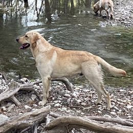Tex - Labrador Retriever