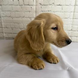 Frankie - Cream male Dachshund puppy in Philomath, Oregon from Bailey’s Dachshunds