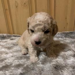 Jasper - Cream male Poodle puppy in Haddam, Kansas from Golden B Acres